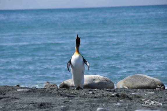 Pinguim rei se estica todo na praia de Gold Harbour, na Geórgia do Sul
